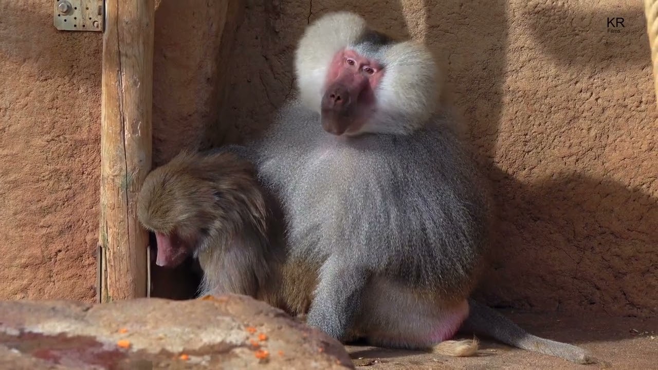 Kölner Zoo - Mantelpaviane