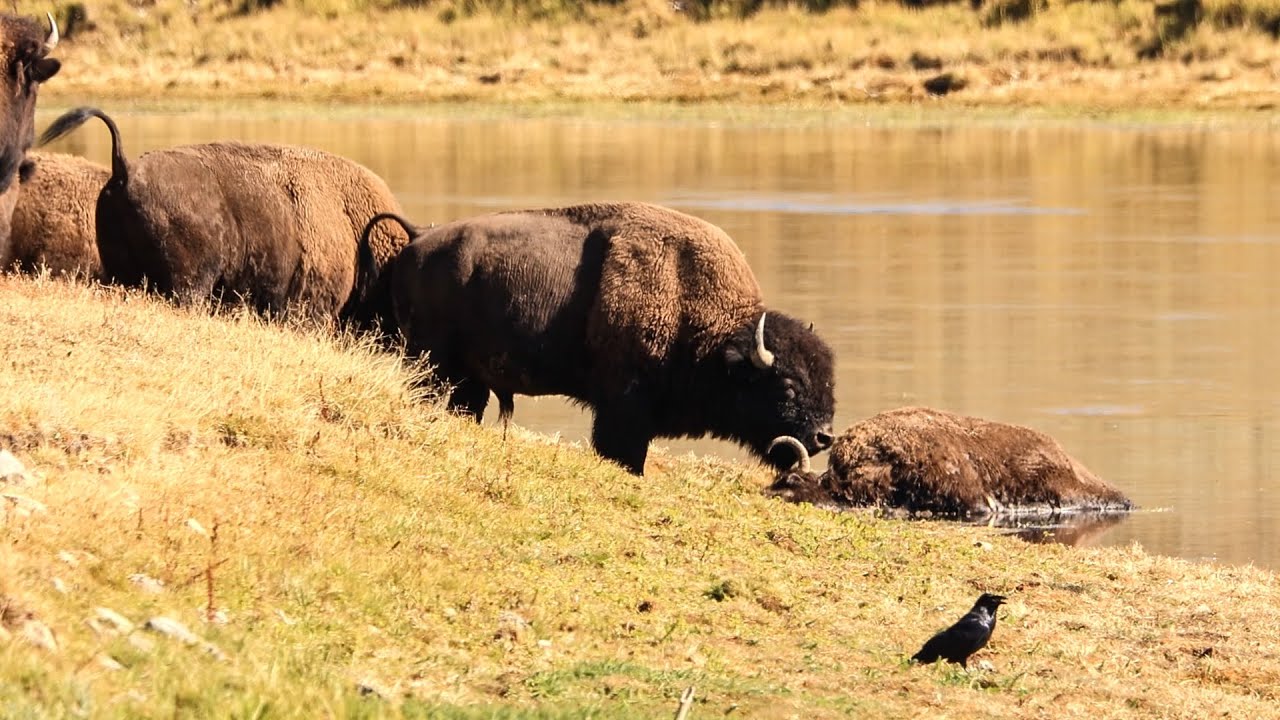 Rare Large BISON Funeral!
