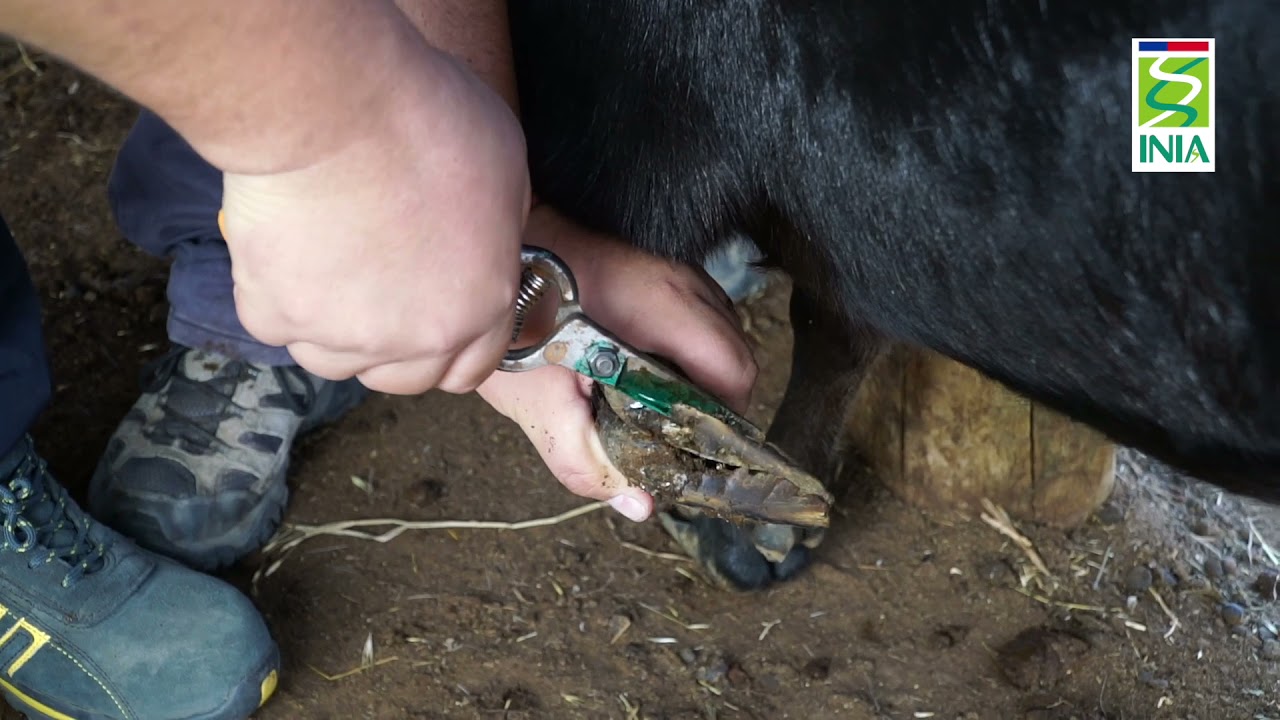 Despalme o corte de pesuñas en cabras_INIA Intihuasi