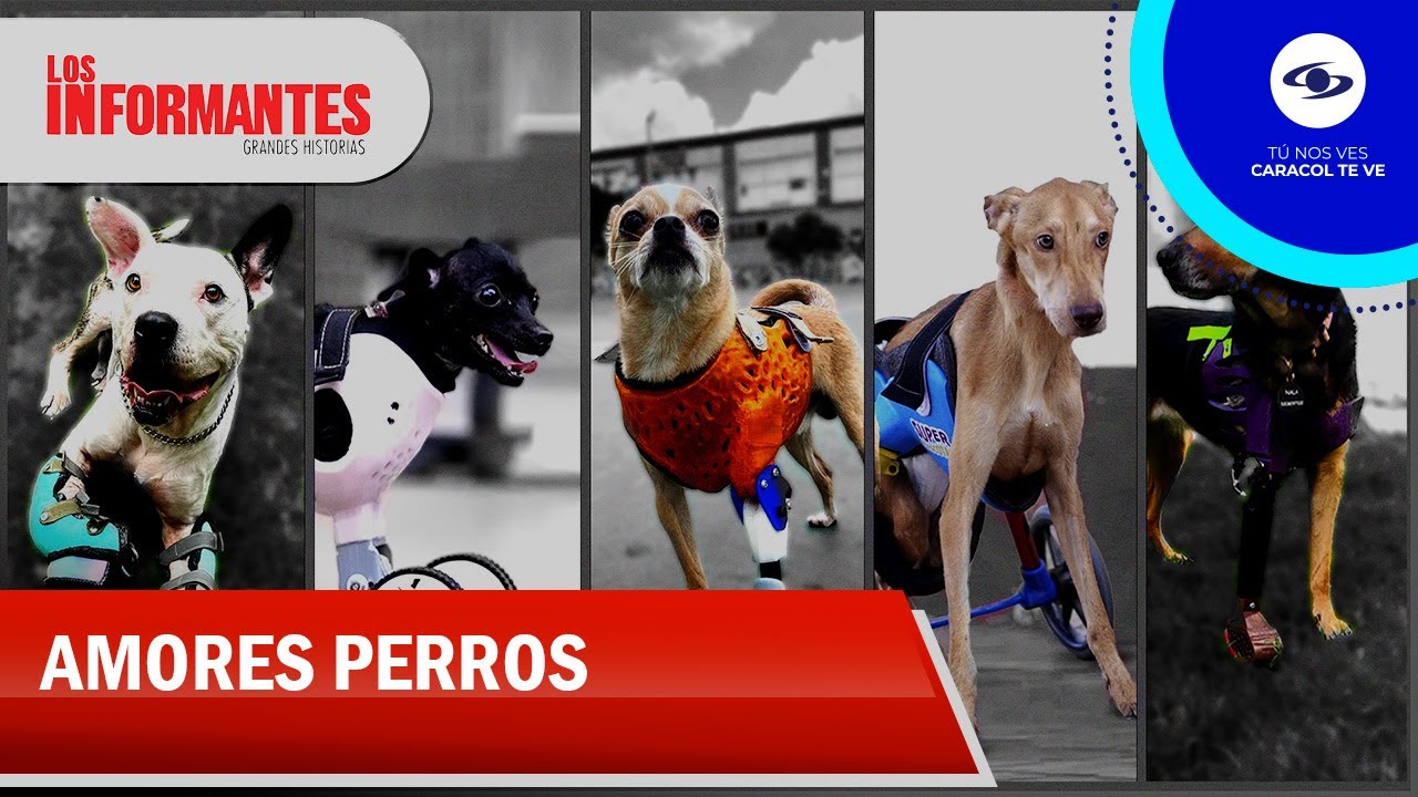 El ingenio de un diseñador que cambia la vida de animales gracias a las prótesis - Los Informantes