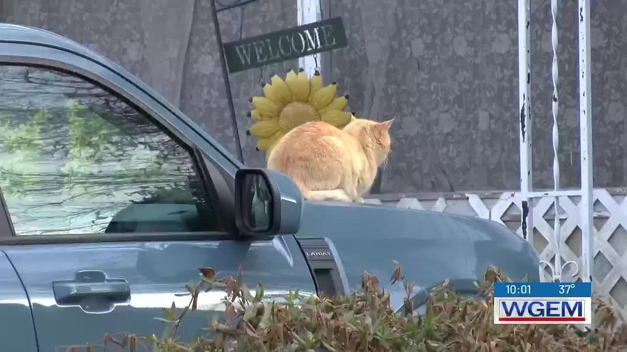 Residents debate neighbor over cat takeover