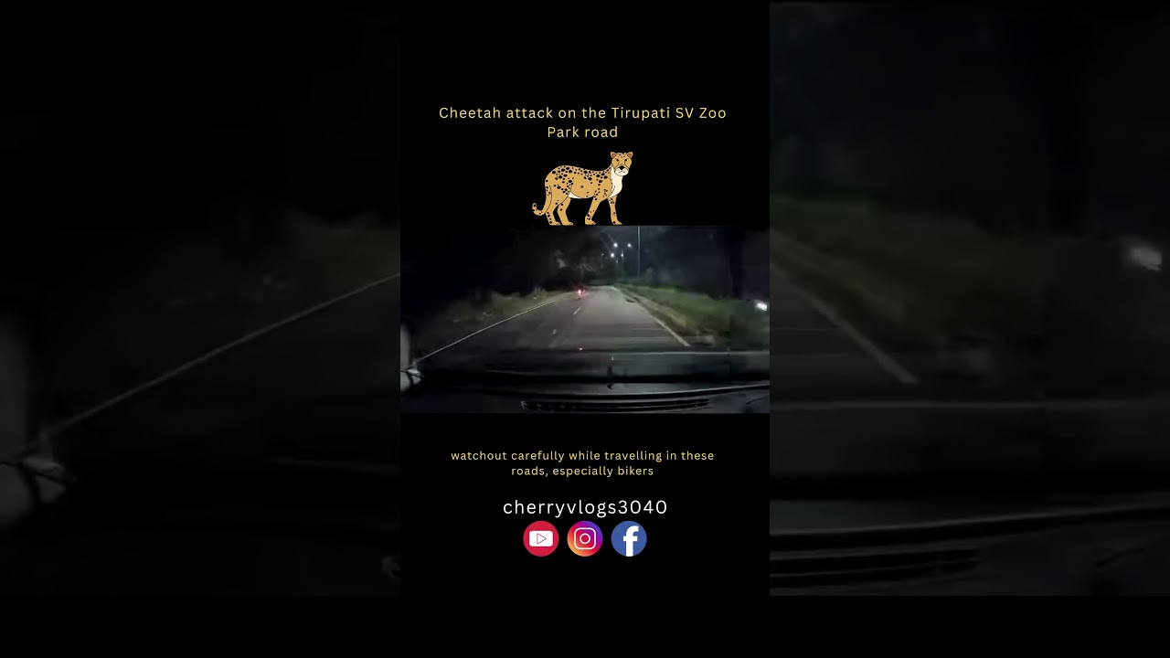 Tirupati SV Zoo Park road be careful.....🐆#tirupati #animal