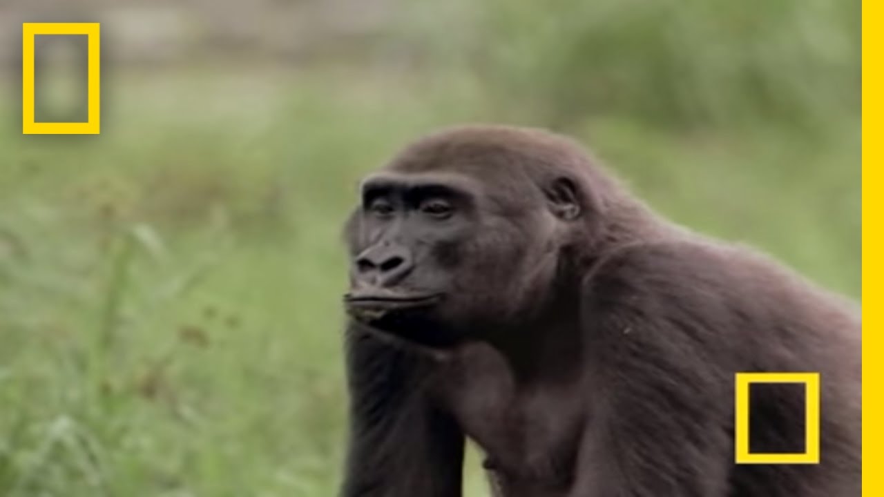 Gorilla vs. Gorilla | National Geographic