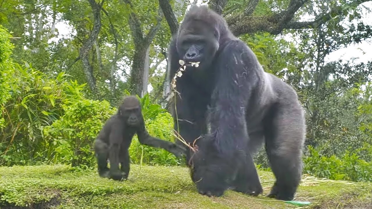 Baby gorilla and Silverback. Father child funny and tender moments.