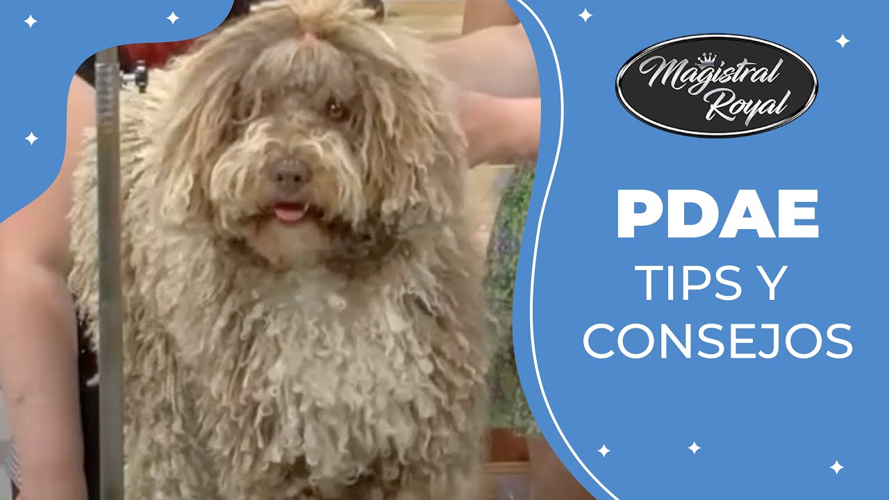 Consejos Mantenimiento Perro de Aguas - Magistral Royal