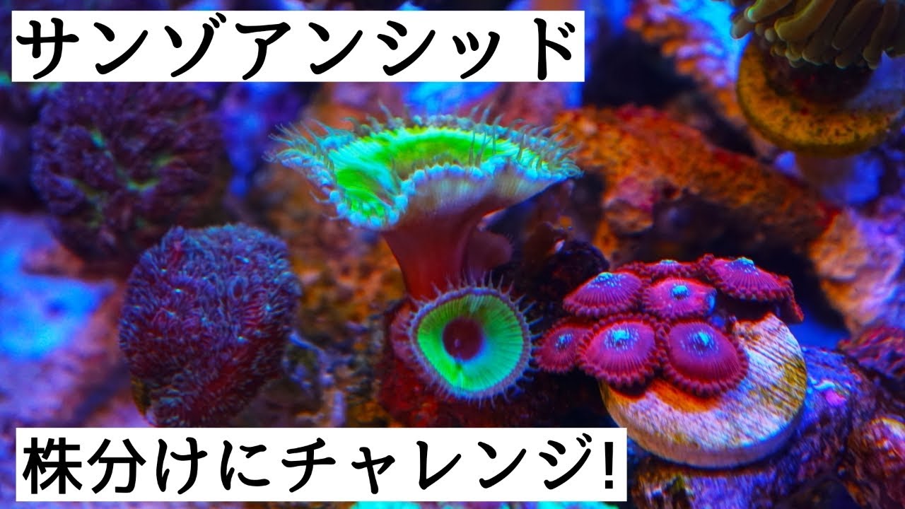 （海水水槽）高級！サンゾアンシッド株分けにチャレンジ！