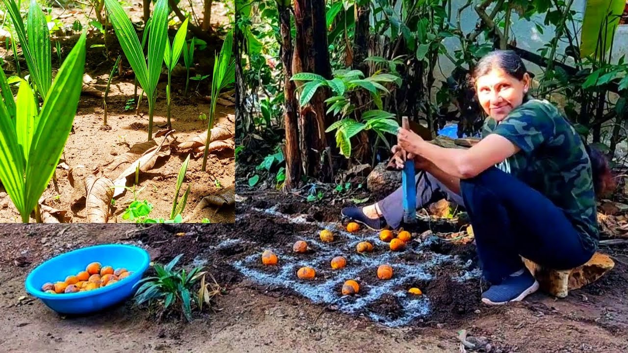 घरच्या घरी सुपारीची रोपे तयार करा । How to grow an arecanut?  #kokan