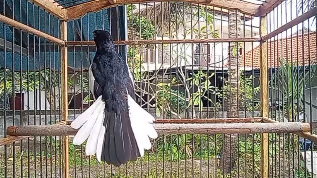 suara burung kacer gacr ngepl0ng dijamin ampuh buat mancing kacer malas bunyi