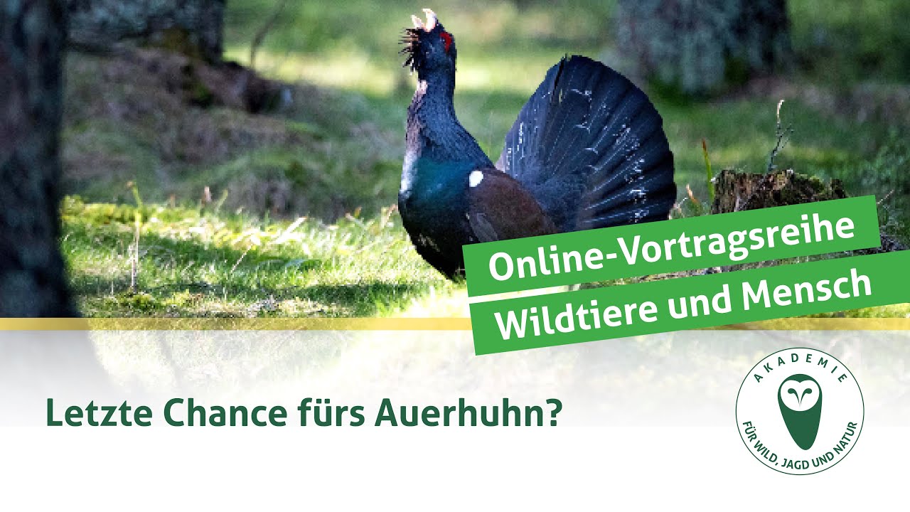 DJV-Online-Vortragsreihe 