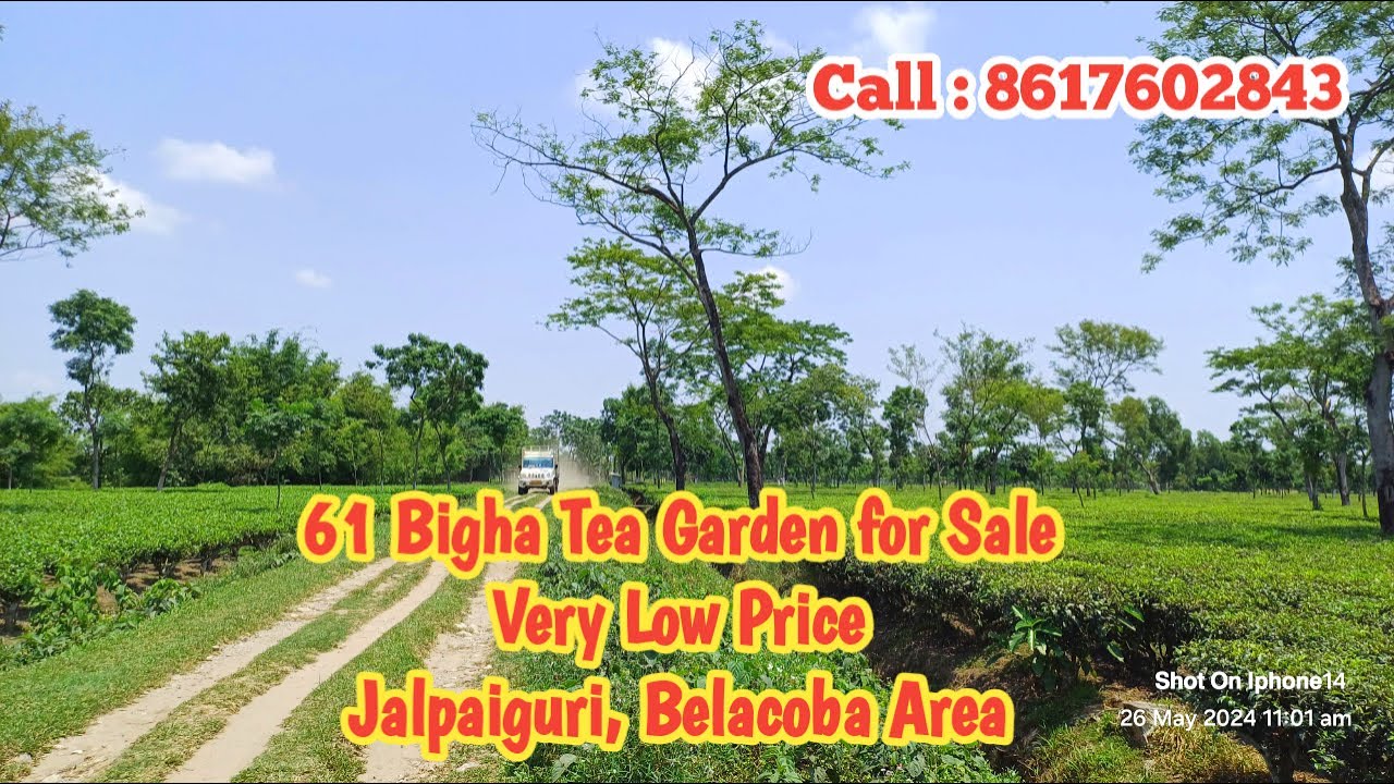 61 Bigha Tea Garden for Sale in Jalpaiguri, Belacoba Area
