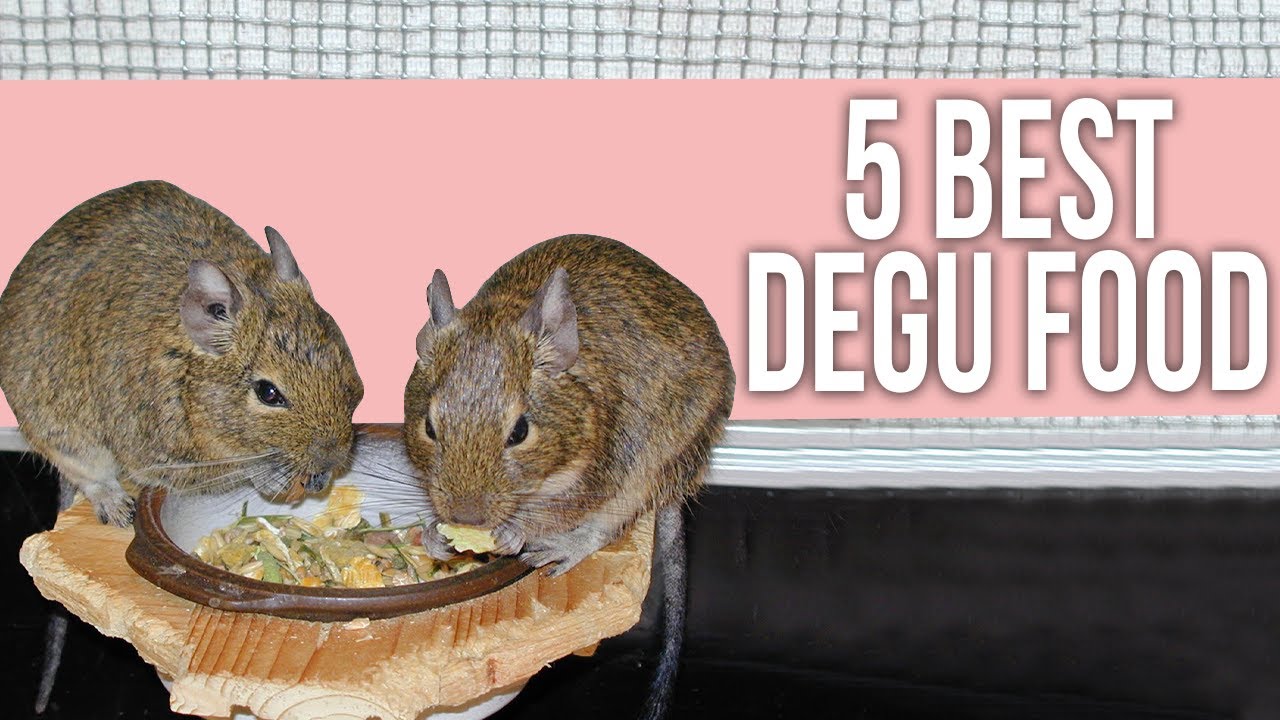5 Best Degu Food You Should Give to your Pet!