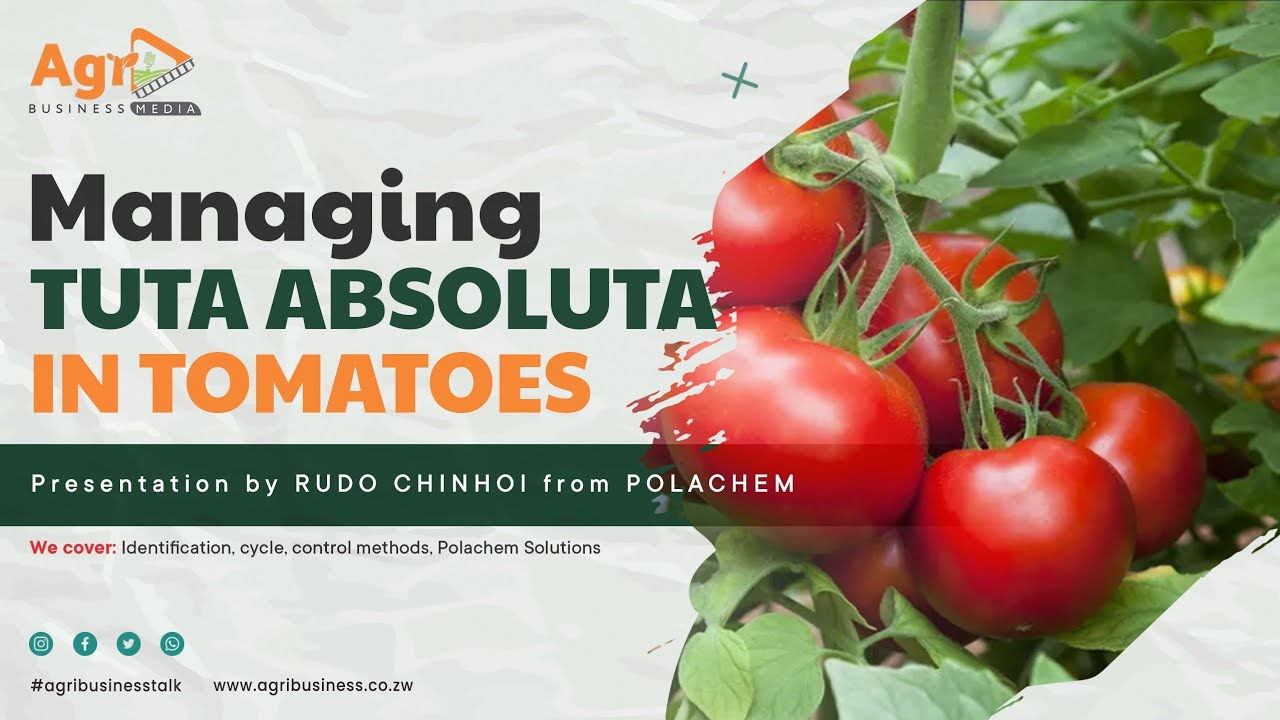 Managing Tuta Absoluta in Tomatoes