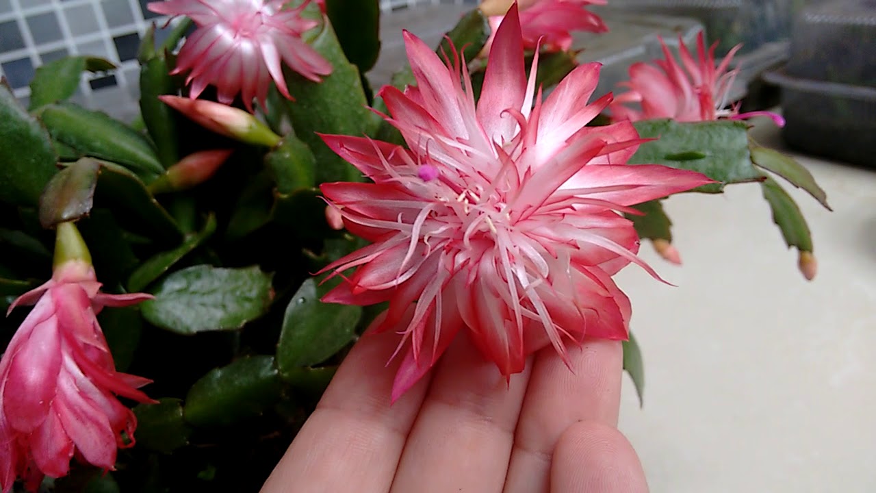 Flor de maio rara ....É uma  Laranja Dobrada