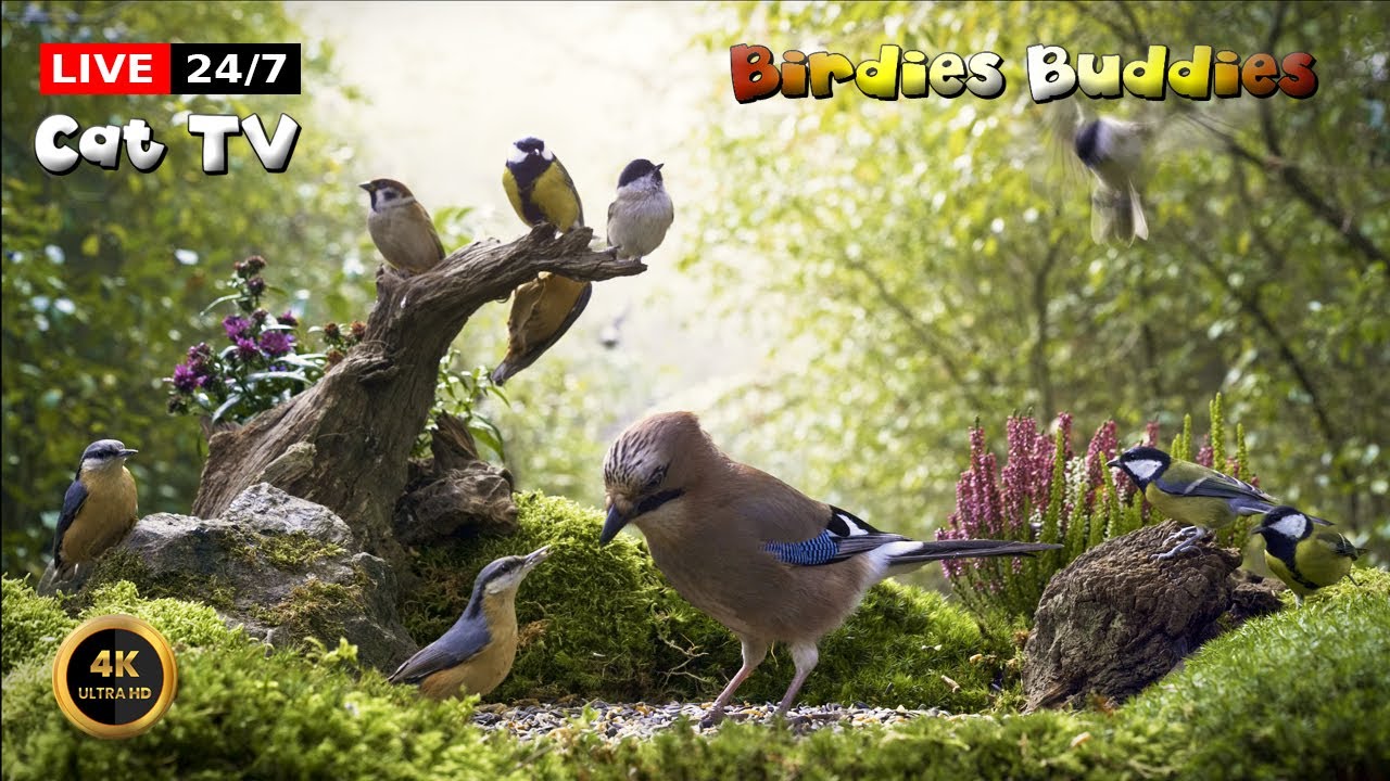 🔴24/7 LIVE Cat TV 😺 Forest - Home of the Birds 🌳🐦