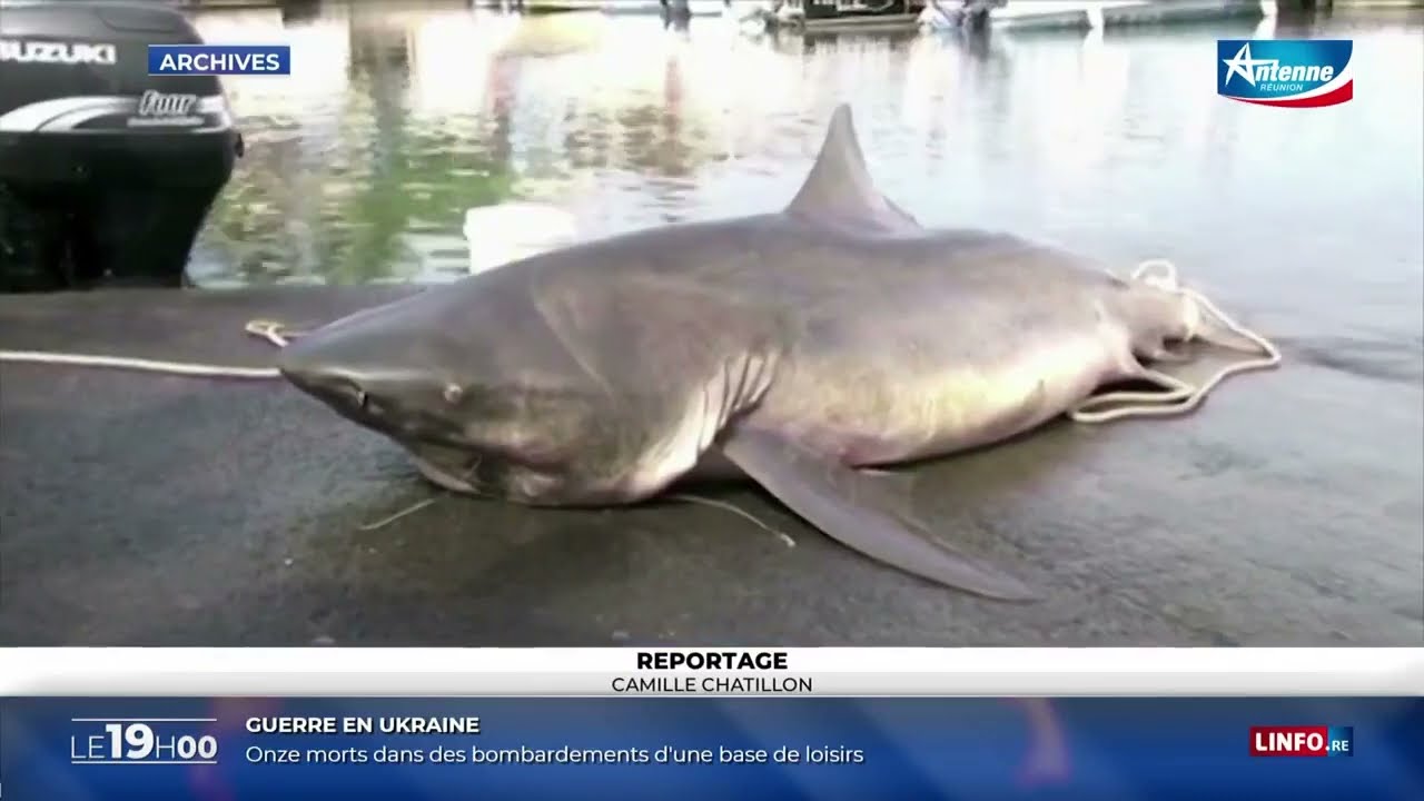 🇷🇪🦈Projet de pêcher les requins dangereux, avant de les relâcher au large avec traceur - 22/05/2024