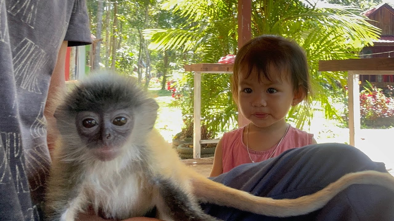Cute Baby Monkey Meets Little Girl – So Adorable! 🐒👧❤️