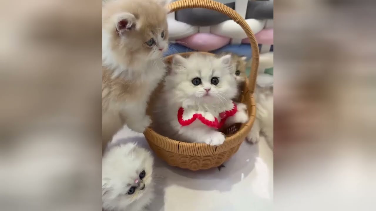 Sweet and cute kittens will make your heart flutter