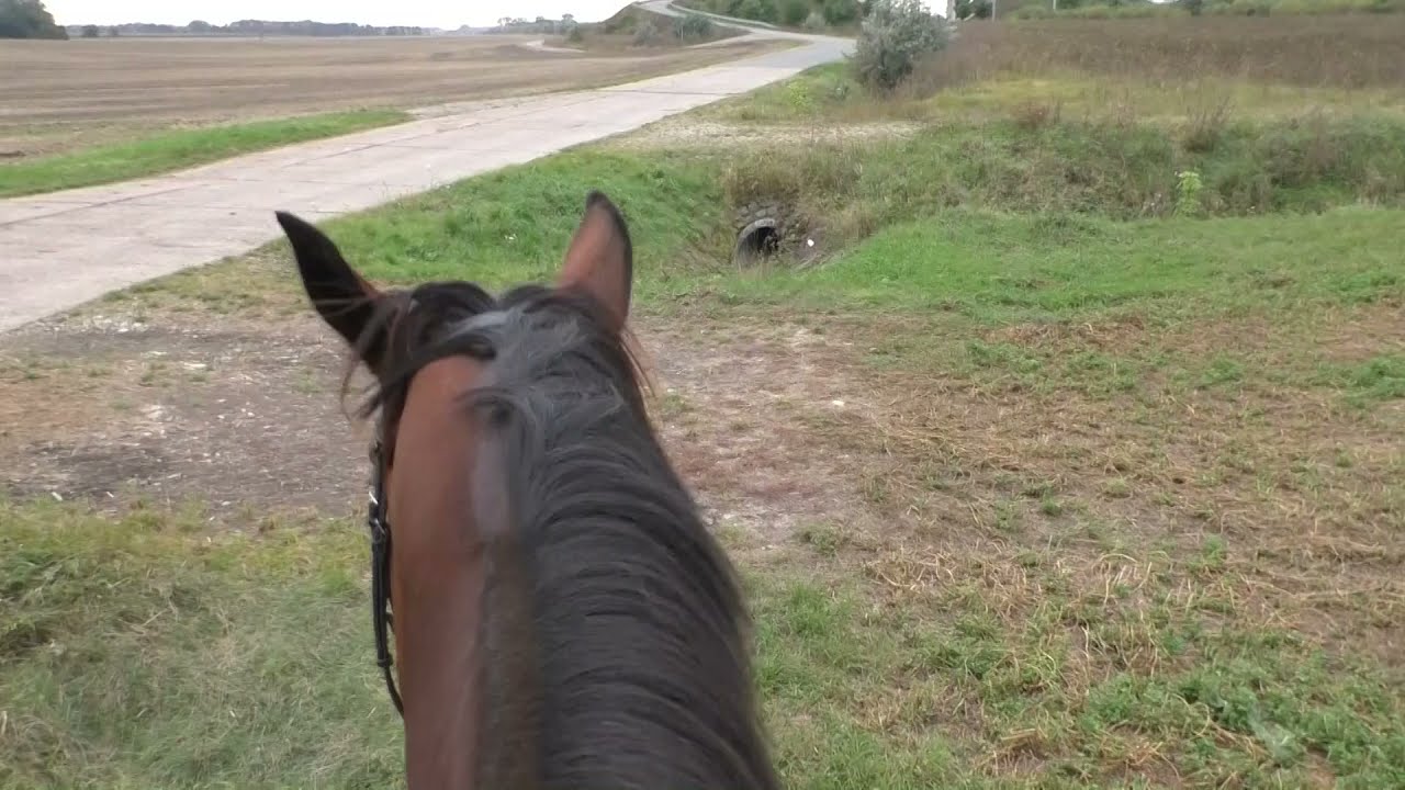 ASMR - Virtual Horse Ride September 2021 | Autumn | Forest | stormy