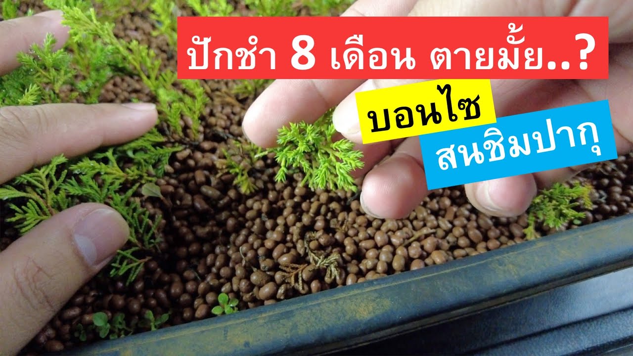 как сделать бонсай