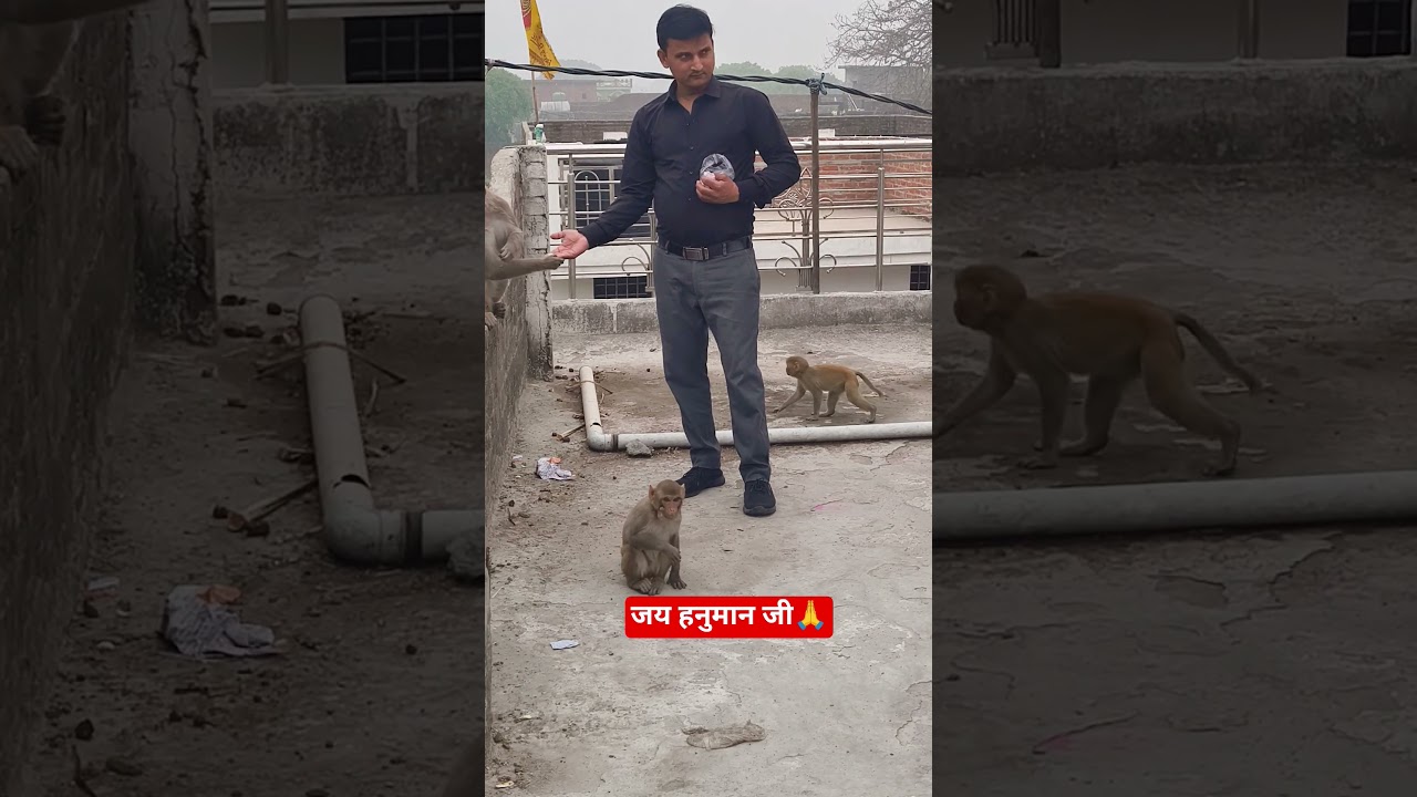 #hanuman #viral #trending #reels #sewa