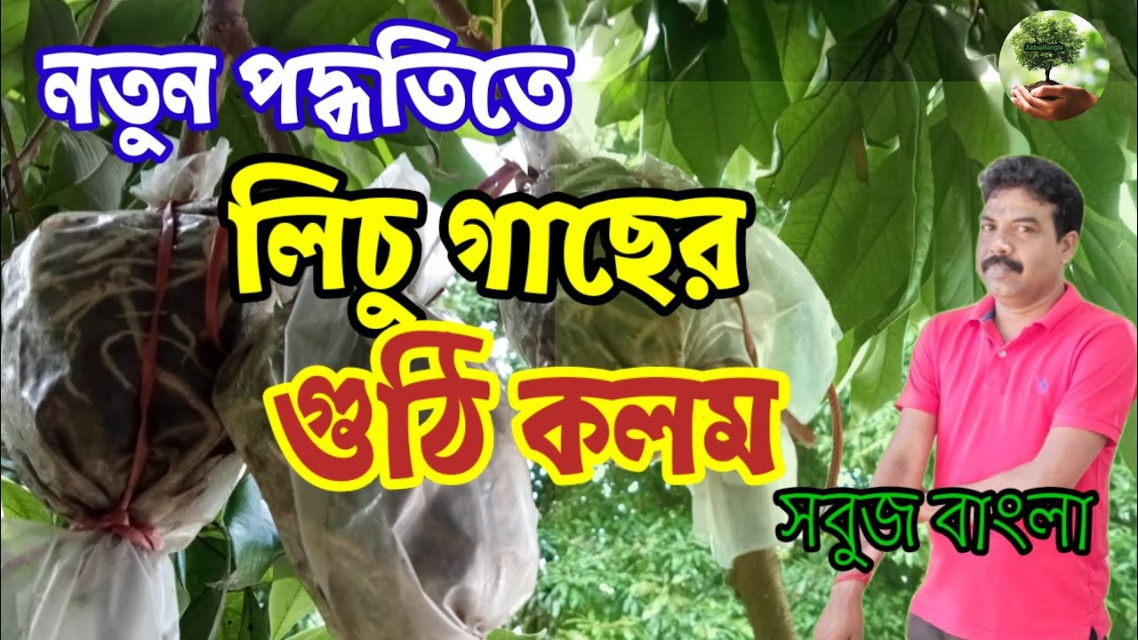 নতুন পদ্ধতিতে , অল্প দিনে লিচু গাছের গুটি  কলম করার পদ্ধতি।