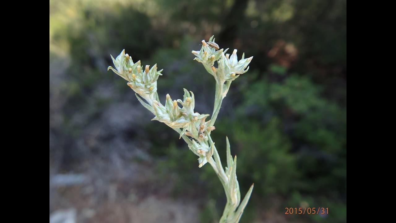 Logfia gallica, (syn: Filago gallica) narrowleaf cottonrose and daggerleaf cottonrose