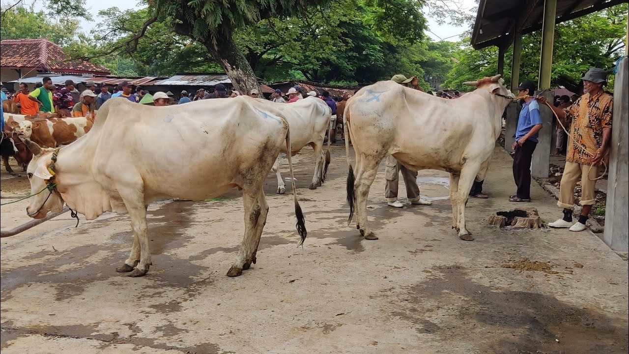 HARGA SAPI BUNTING‼️ Sapi Bunting Brahman Terbaru Dipasar Sapi Terbesar Dijawa Tengah,Sapi betina
