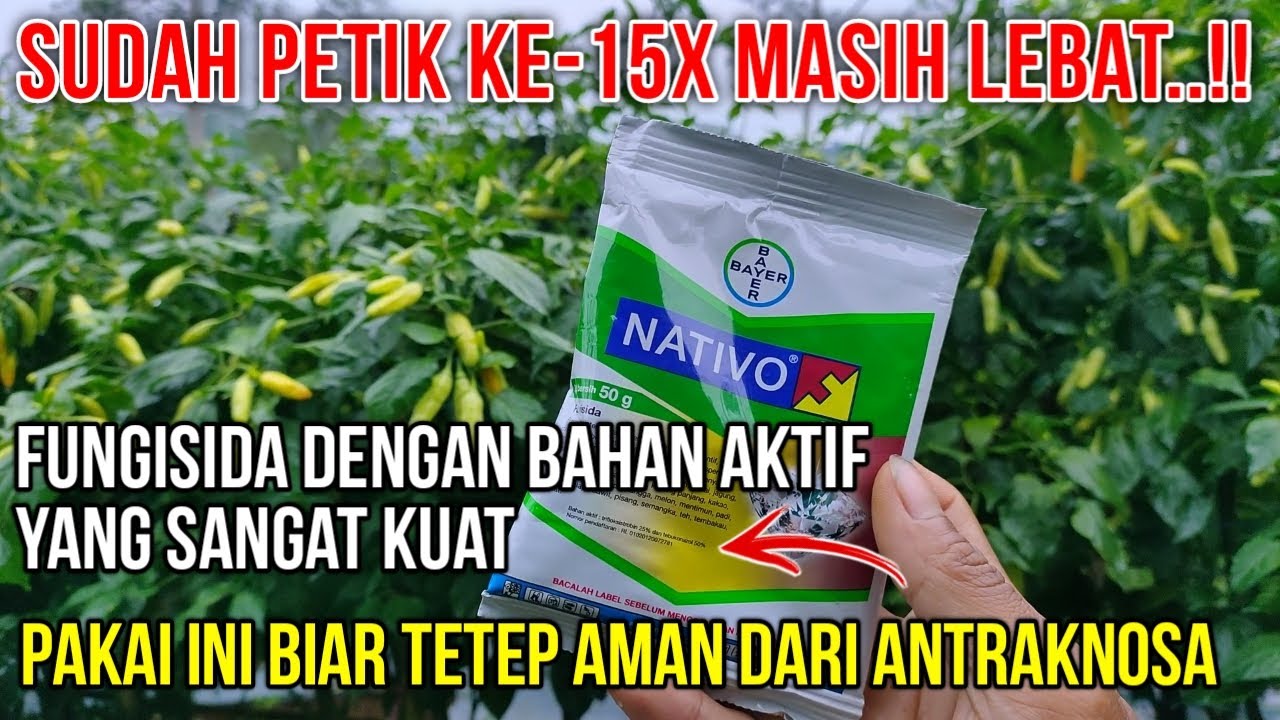 SUDAH PETIK KE-15x MASIH LEBAT..!! SEPRAY FUNGISIDA  KUAT UNTUK MENGATASI PATEK PADA CABE KALIBER