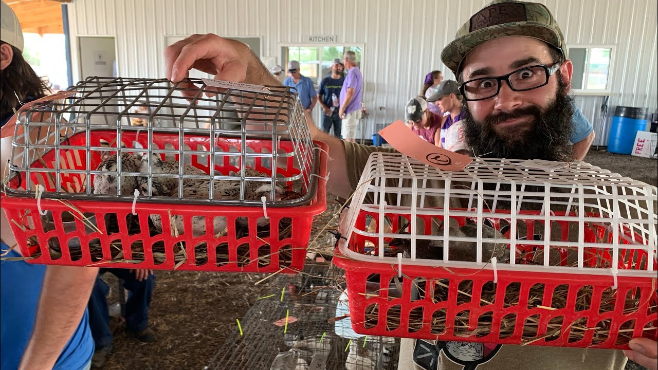 I Bought Fancy Quail at the Auction!!!