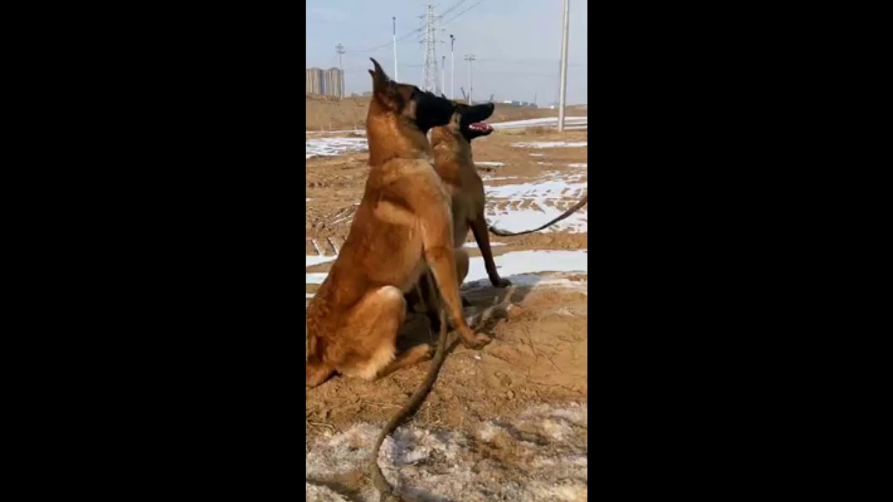 Top cei mai inteligenti caini din lume