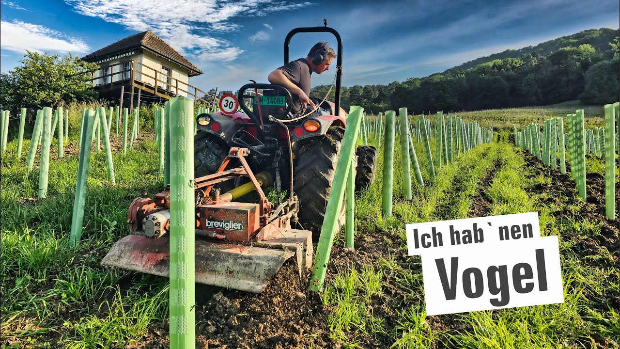 Ich hab`nen Vogel!!! Und die junge Reben hacken.  | mit Herzblut zum Wein Vlog #361