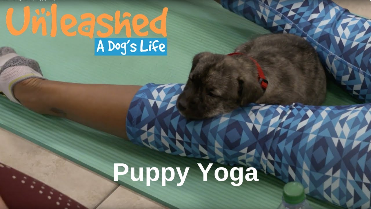Puppy Yoga | Unleashed