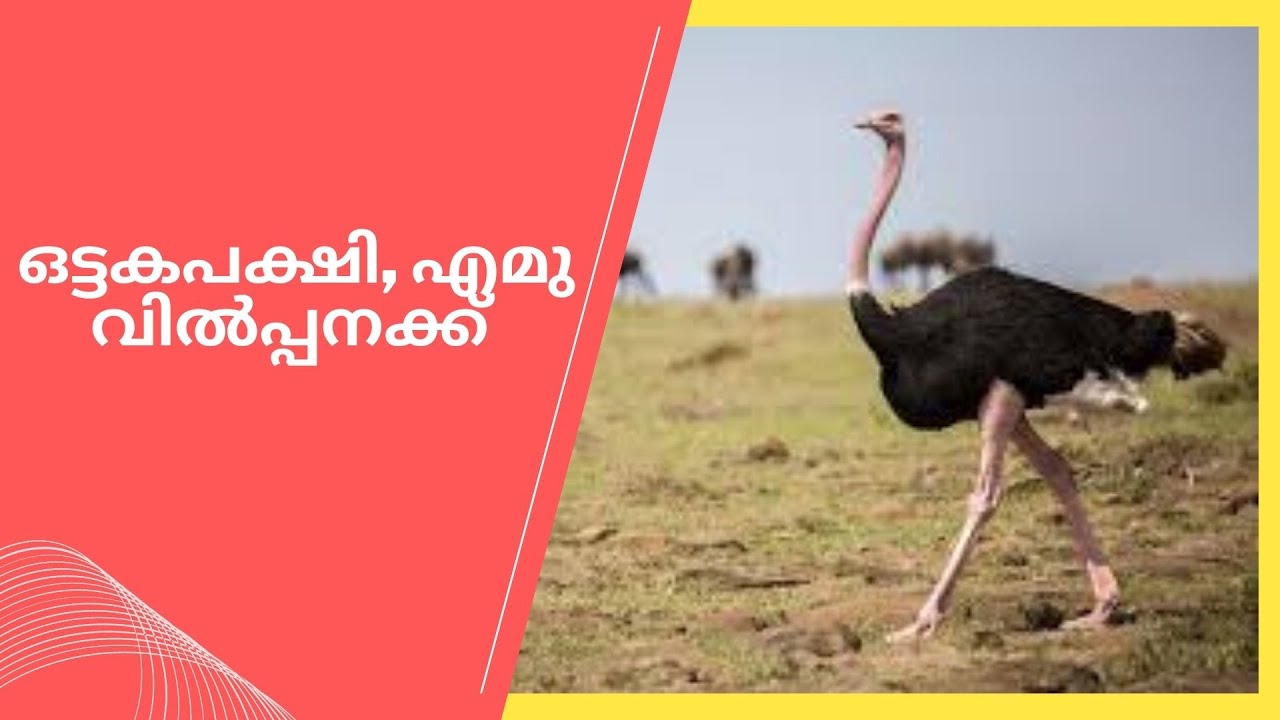 ഒട്ടകപക്ഷി,എമു വിൽപ്പനക്ക് ...Ostriches and Emu sale...
