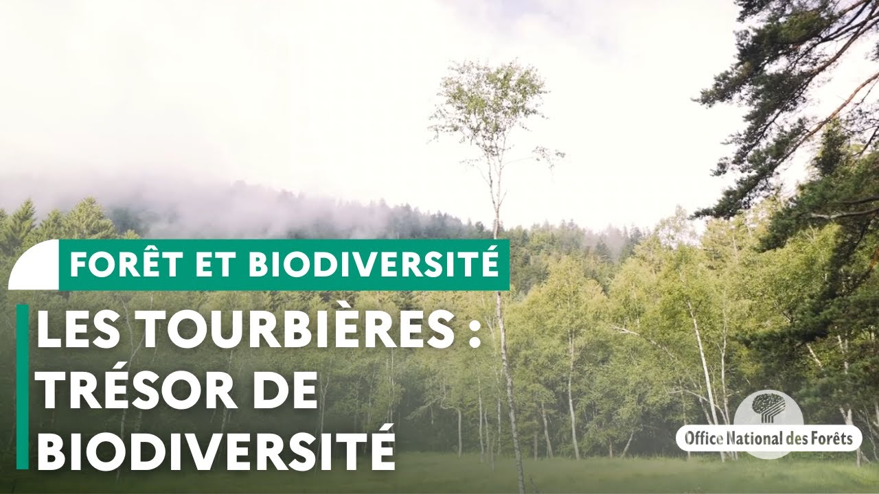Les tourbi&egrave;res, un tr&eacute;sor de biodiversit&eacute; &agrave; pr&eacute;server