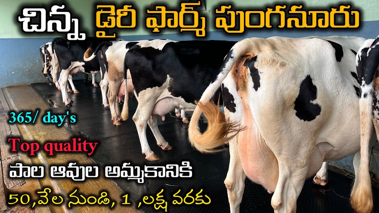50, వేల నుండి క్వాలిటీ పాల ఆవుల అమ్మకానికి //ph 8639364981  #cow