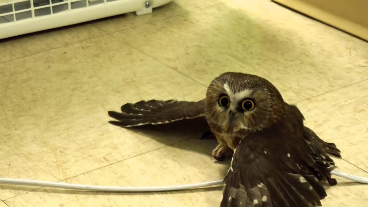 Saw-whet Owl Chilling By Fan