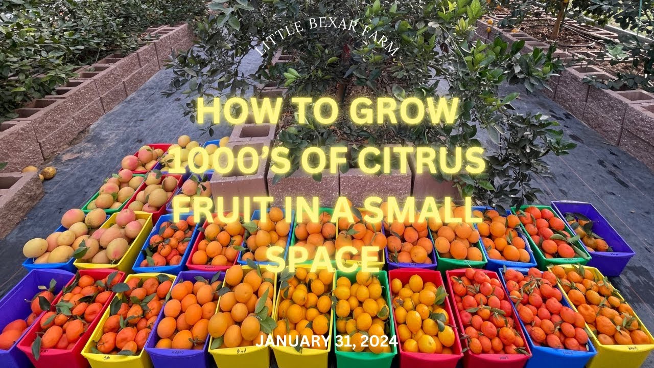 🍋🍊🍋How we grow year round citrus to feed our family and to sell at our own farmers market.🍋🍊🍋