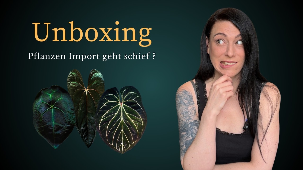Seltene Anthurien Unboxing - welche Pflanzen Schätze sind diesmal dabei und wie versorgt man sie?