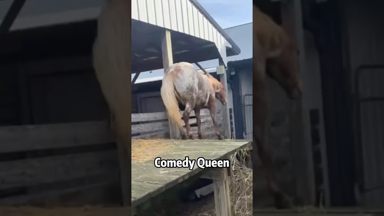 My horse is just a giant dog 🐴#horse#funny#funnyvideo#cute#fyp#foryou