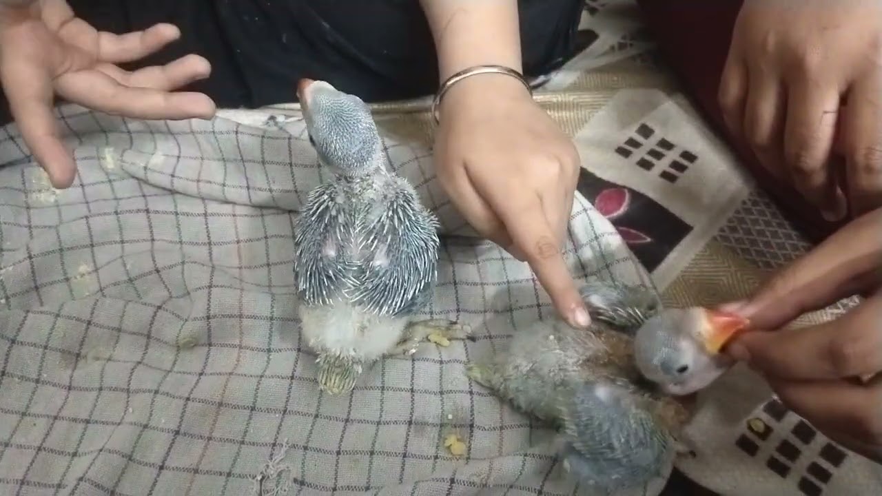 #prrot ke babby ko food krate hue