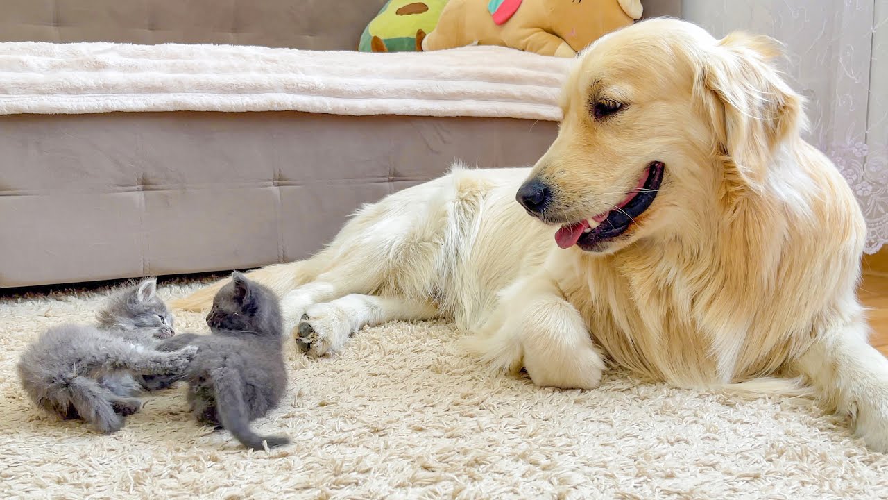 Golden Retriever Tries to Stop Tiny Kittens from Fighting [BEST REACTION EVER!!]