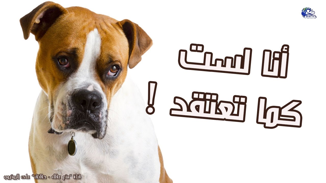 حقائق ومعلومات خاطئة عن الكلاب ! | أليك التصحيح الأن