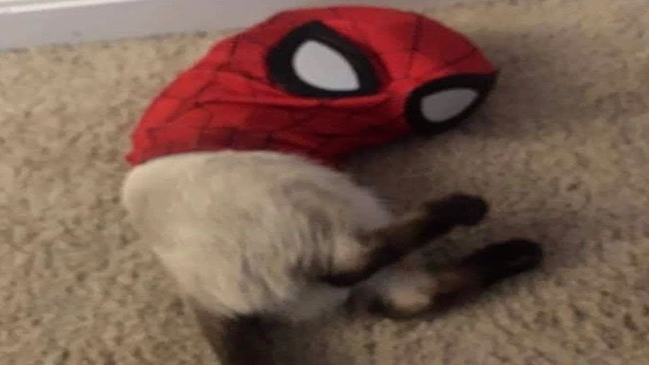 Cat's head confusion
