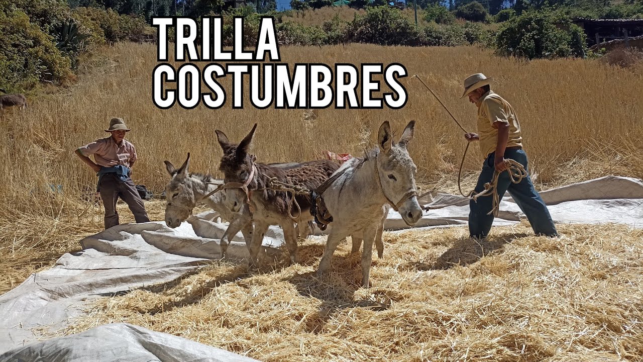 Cosecha de TRIGO en Mi Pueblo con Tradicional Almuerzo LlacCuari / Ancash - Perú