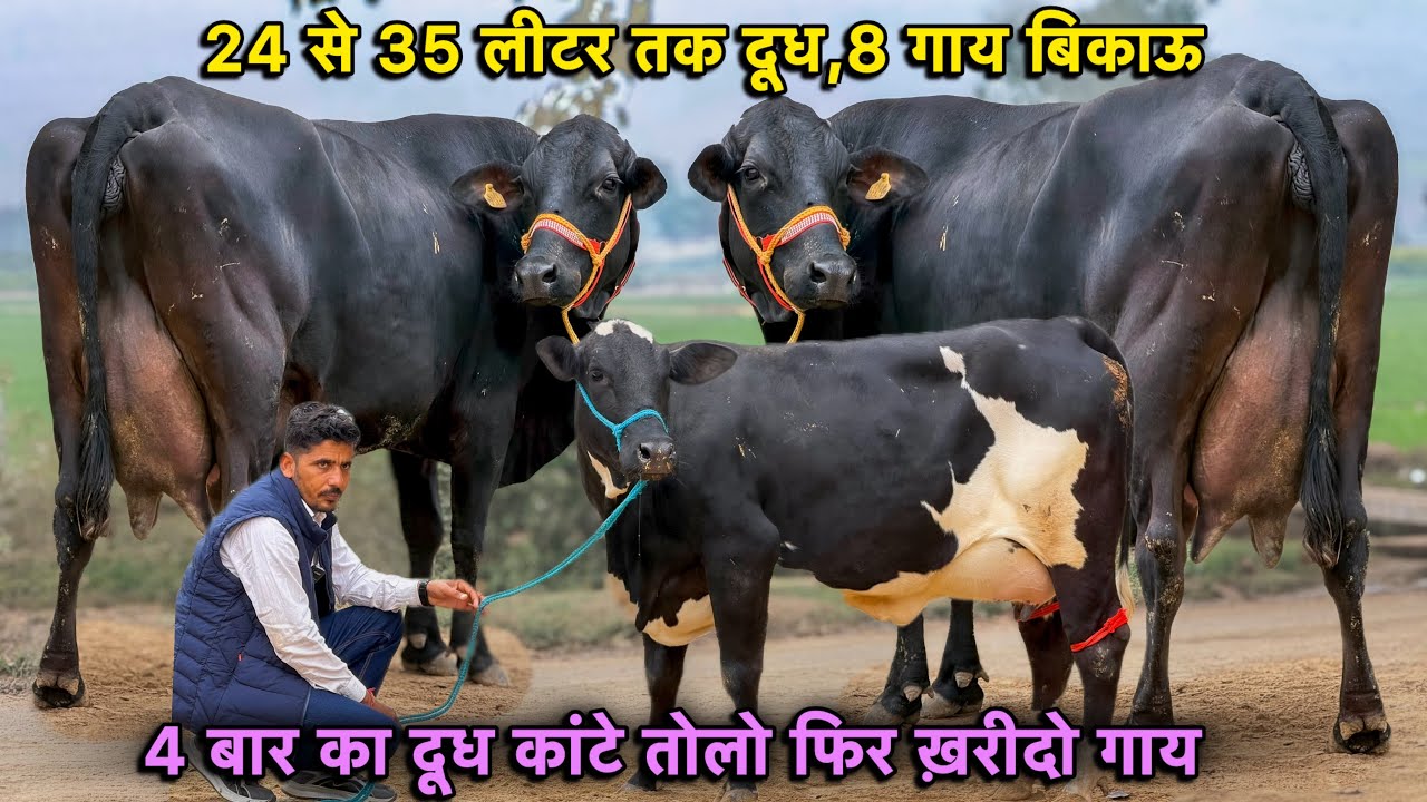 24 से 35 लीटर तक दूध,8 गाय बिकाऊ👌4 बार दूध कांटे तोल कर खरीदो👍High Milking Cross Breed Cows For Sale