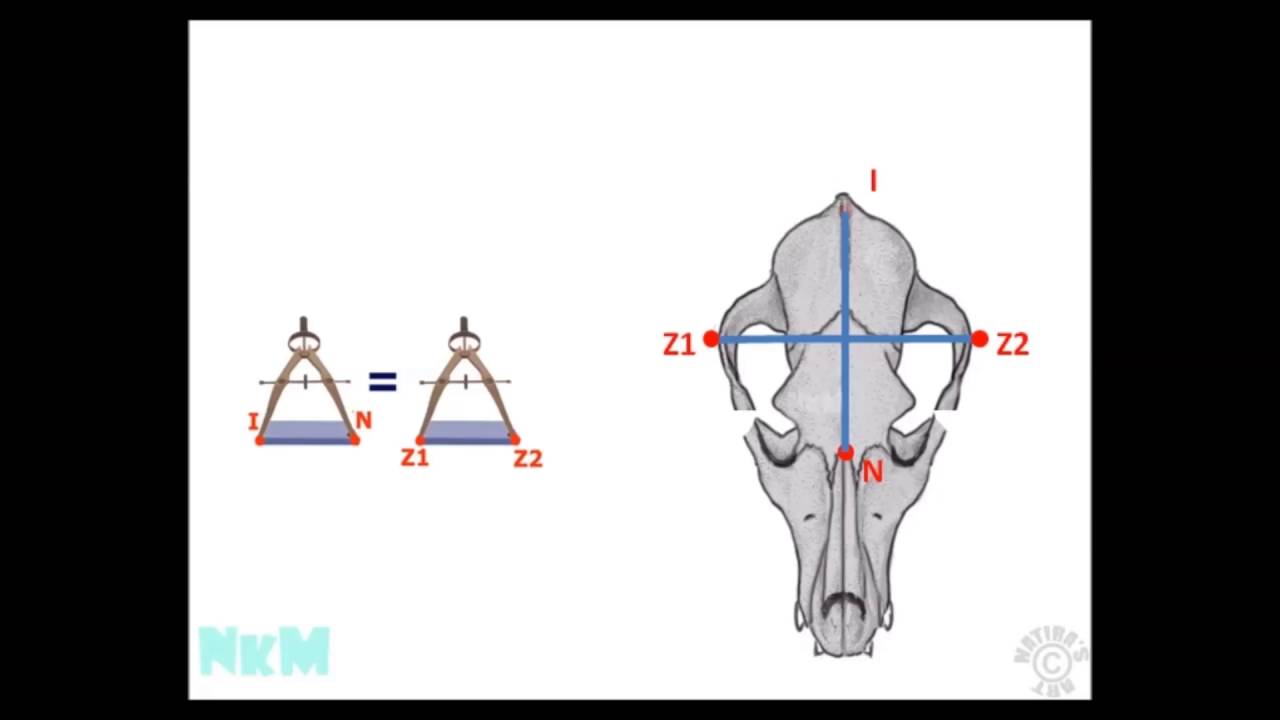 CANE CORSO 3D HEAD STANDARD