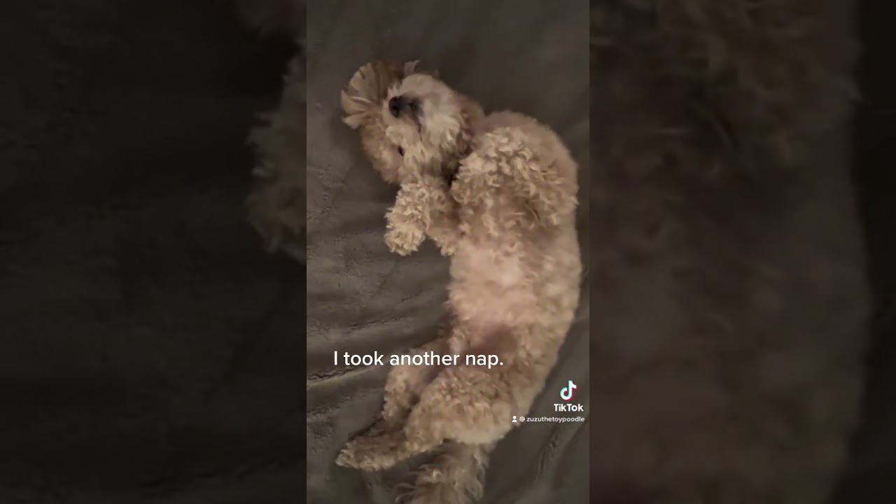 I’m going back to sleep【二度寝】