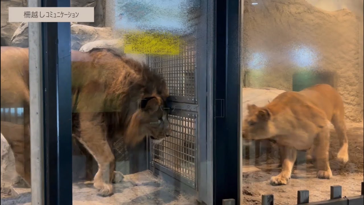円山動物園ライオンパーチェ＆イト ドラム缶咆哮新雪散歩
