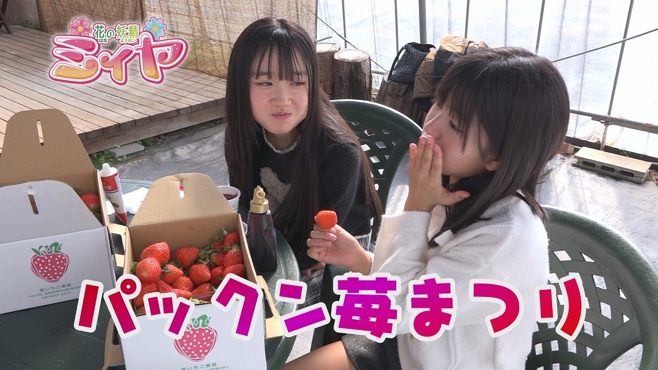 苺パックンまつり♪ 多彩な品種のイチゴたちを花の妖精たちが幸せそうに食べまくります♪  ひらすら幸せそうなふたりの様子をご覧あれ～