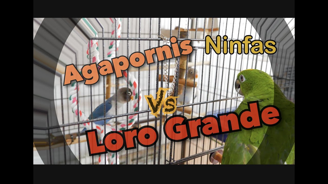 Agapornis y Ninfas vs Loro Real Amazonas, primer susto 🤦🏻‍♂️😱